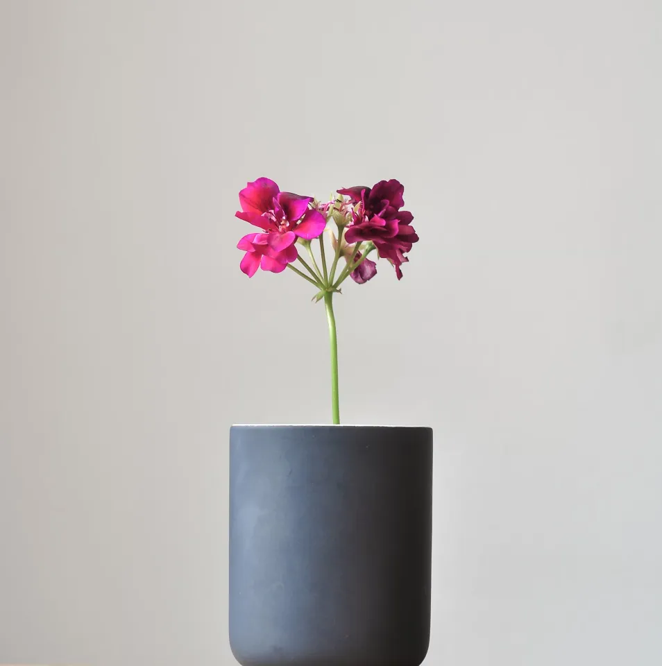 online_store_v2_product_4